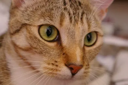A tabby cat guest looking up, green eyes wide.