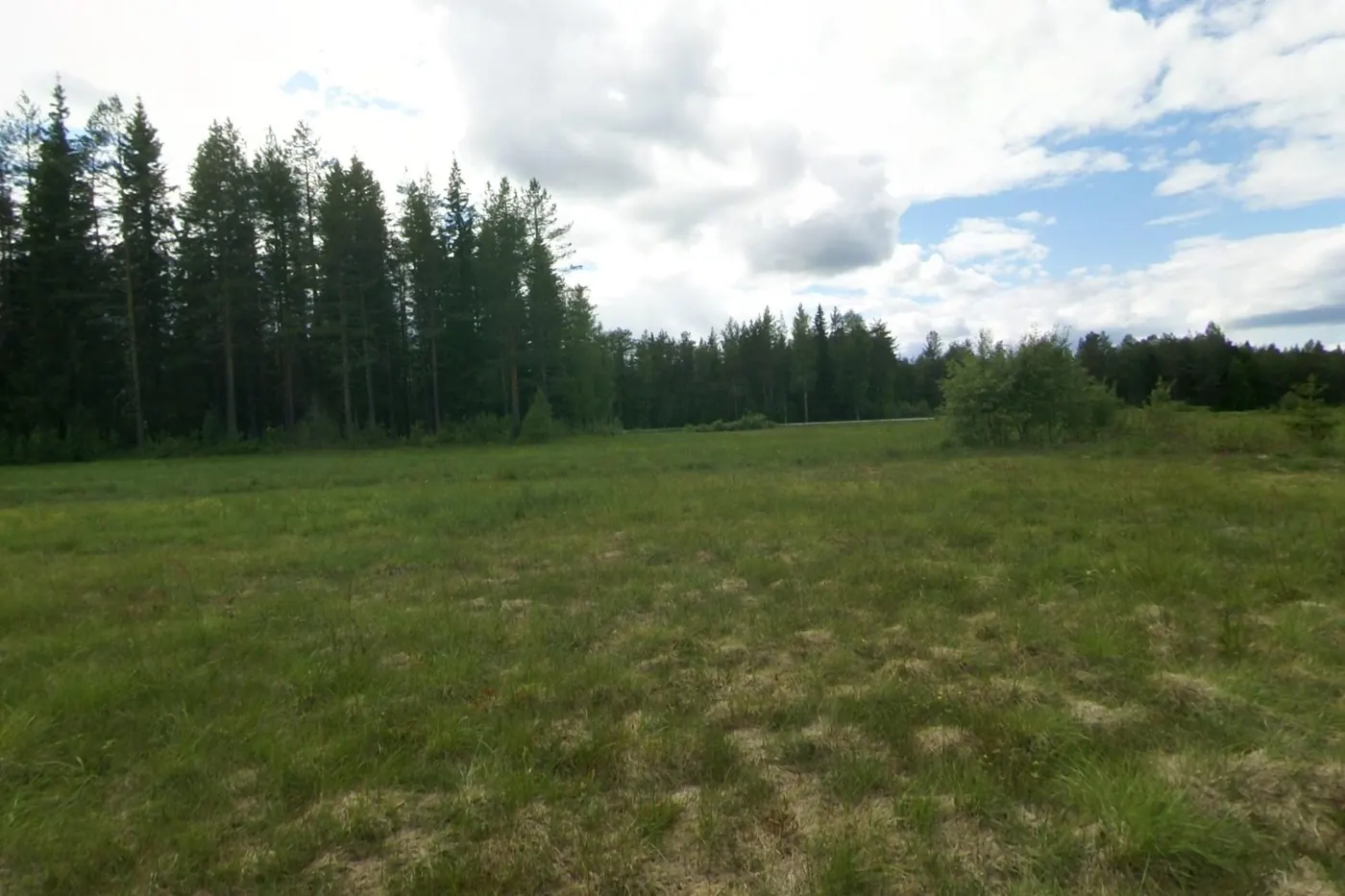 The meadow seen from its edge, pines on the far side.