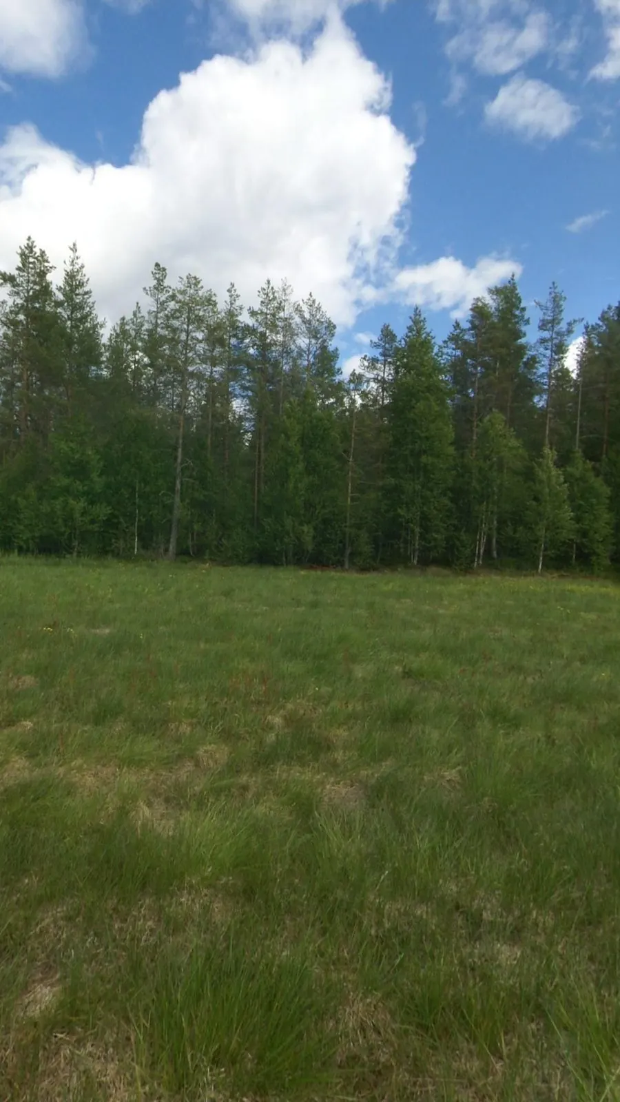 Tall grass in the meadow with a stand of trees and a big white cloud.
