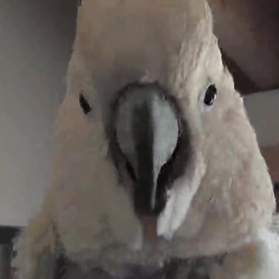 A cockatoo guest, close up