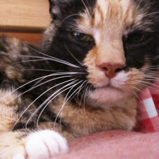 A cat guest in the cat room