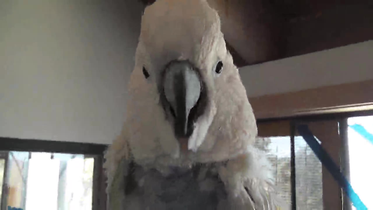 A bird guest