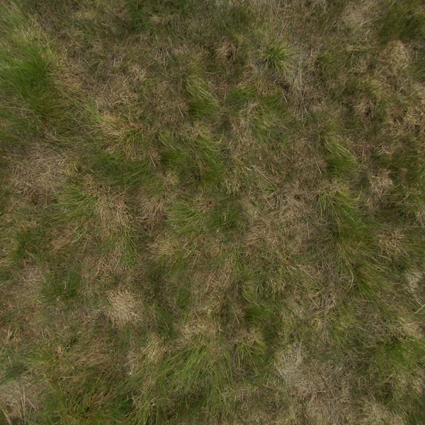 The meadow grass up close