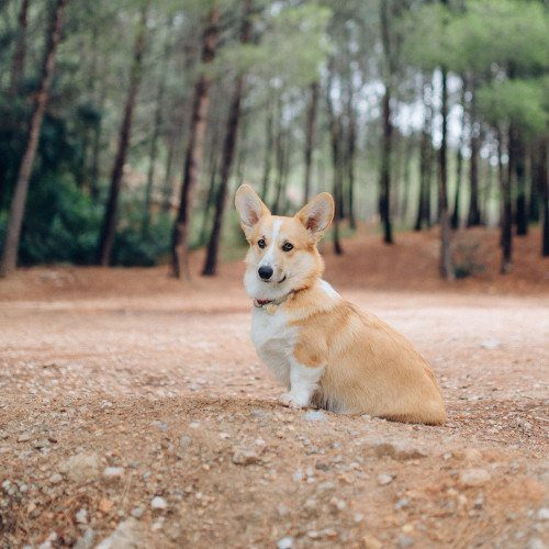 A guest corgi on the morning walk