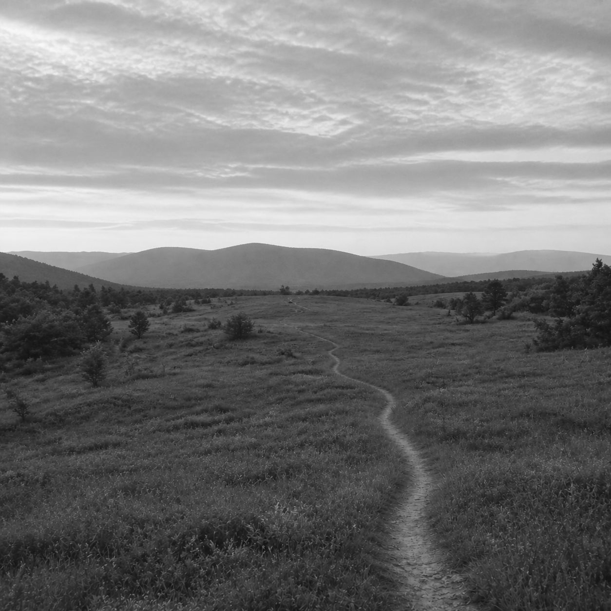 A path through a meadow at dawn